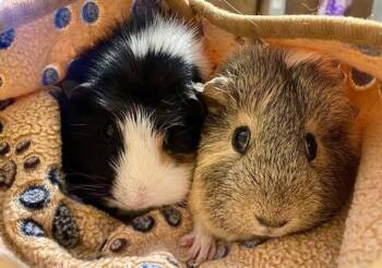 Rescue Guinea Pig Guinea Pigs for Adoption - Cookie & Nugget | PetCurious